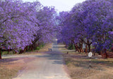Jacaranda mimosifolia | Brazilian Rose Wood | Green Ebony | 20_Seeds