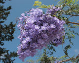 Jacaranda mimosifolia | Brazilian Rose Wood | Green Ebony | 20_Seeds