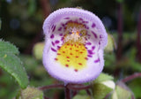 Jovellana punctata | 100_Seeds
