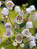 Jovellana punctata | 100_Seeds