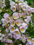 Jovellana punctata | 100_Seeds