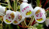 Jovellana punctata | 100_Seeds