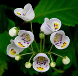 Jovellana punctata | 100_Seeds