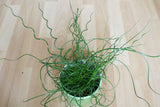 Juncus decipiens Curly Wurly | Corkscrew Rush | 10_Seeds