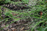 Juncus decipiens Curly Wurly | Corkscrew Rush | 10_Seeds