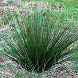 Juncus effusus | Soft & Common & Lamp & Pacific Rush | 100_Seeds