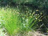 Juncus effusus | Soft & Common & Lamp & Pacific Rush | 100_Seeds