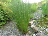 Juncus effusus | Soft & Common & Lamp & Pacific Rush | 100_Seeds