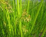 Juncus effusus | Soft & Common & Lamp & Pacific Rush | 100_Seeds