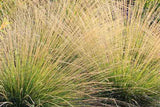 Juncus effusus | Soft & Common & Lamp & Pacific Rush | 100_Seeds