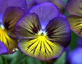 Viola x wittrockiana | Pansy Karma Blue Butterfly | Hearts Ease | 10_Seeds