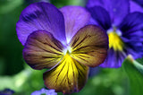 Viola x wittrockiana | Pansy Karma Blue Butterfly | Hearts Ease | 10_Seeds