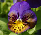 Viola x wittrockiana | Pansy Karma Blue Butterfly | Hearts Ease | 10_Seeds