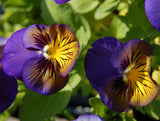 Viola x wittrockiana | Pansy Karma Blue Butterfly | Hearts Ease | 10_Seeds
