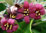 Pittosporum crassifolium | Karo | Stiffleaf Cheesewood | 10_Seeds