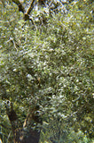 Pittosporum crassifolium | Karo | Stiffleaf Cheesewood | 10_Seeds