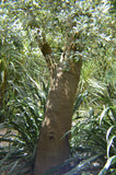 Pittosporum crassifolium | Karo | Stiffleaf Cheesewood | 10_Seeds