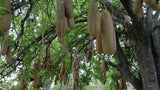 Kigelia africana | Sausage Tree | 10_Seeds