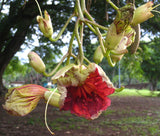 Kigelia africana | Sausage Tree | 10_Seeds