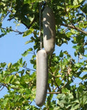 Kigelia africana | Sausage Tree | 10_Seeds