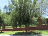 Kiggelaria africana | Wild Peach | umKokoko | 20_Seeds