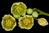 Kiggelaria africana | Wild Peach | umKokoko | 20_Seeds