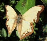 Kiggelaria africana | Wild Peach | umKokoko | 20_Seeds