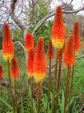 Kniphofia linearifolia | Linearis| Marsh & Red Hot Poker | Torch Lily | 10_Seeds