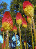 Kniphofia linearifolia | Linearis| Marsh & Red Hot Poker | Torch Lily | 10_Seeds
