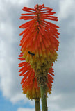 Kniphofia linearifolia | Linearis| Marsh & Red Hot Poker | Torch Lily | 10_Seeds