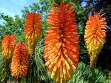 Kniphofia linearifolia | Linearis| Marsh & Red Hot Poker | Torch Lily | 10_Seeds