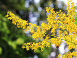 Koelreuteria paniculata |  Golden Raintree | 10_Seeds