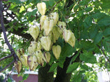 Koelreuteria paniculata |  Golden Raintree | 10_Seeds