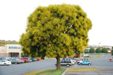 Koelreuteria paniculata |  Golden Raintree | 10_Seeds