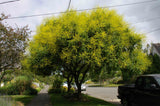 Koelreuteria paniculata |  Golden Raintree | 10_Seeds