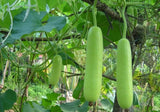 Lagenaria siceraria | Birdhouse Gourd | Calabash Corsican | Tasmania | 10_Seeds
