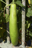 Lagenaria siceraria | Birdhouse Gourd | Calabash Corsican | Tasmania | 10_Seeds