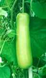Lagenaria siceraria | Birdhouse Gourd | Calabash Corsican | Tasmania | 10_Seeds