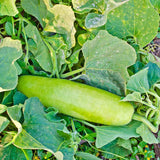 Lagenaria siceraria | Birdhouse Gourd | Calabash Corsican | Tasmania | 10_Seeds