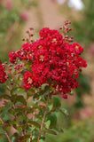Lagerstroemia indica Red Rooster | Crape Myrtle | 50_ Seeds