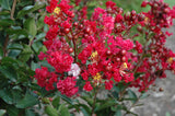 Lagerstroemia indica Red Rooster | Crape Myrtle | 50_ Seeds