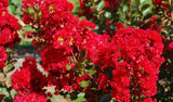 Lagerstroemia indica Red Rooster | Crape Myrtle | 50_ Seeds