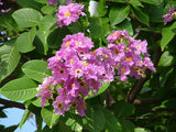 Lagerstroemia speciosa | Pride of India | Queens Giant Crepe Myrtle | 20_Seeds