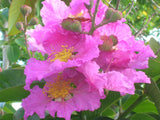 Lagerstroemia speciosa | Pride of India | Queens Giant Crepe Myrtle | 20_Seeds