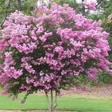 Lagerstroemia speciosa | Pride of India | Queens Giant Crepe Myrtle | 20_Seeds