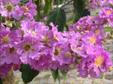 Lagerstroemia speciosa | Pride of India | Queens Giant Crepe Myrtle | 20_Seeds