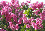 Lagerstroemia speciosa | Pride of India | Queens Giant Crepe Myrtle | 20_Seeds