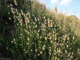 Lagurus ovatus | Bunny Tails | 20_Seeds
