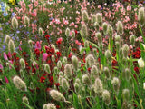 Lagurus ovatus | Bunny Tails | 20_Seeds