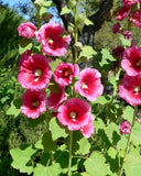 Alcea ficifolia Las Vegas Black | Antwerp Hollyhock | 10_Seeds